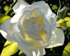 Divine White Rose